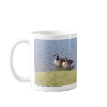 Gansos canadienses a lo largo del río de Ottawa