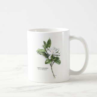 Taza De Café Gardenia Jasminoides (Gardenia común)