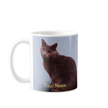 Gato azul ruso del gatito