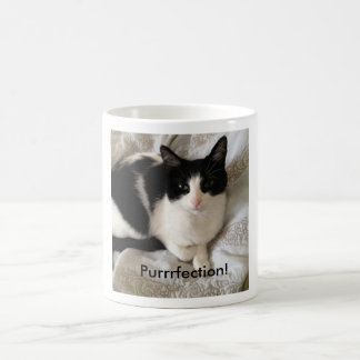 Taza De Café Gato de café-consumición sofisticado: