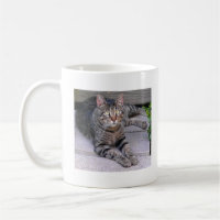 Gato de Tabby de Brown al aire libre