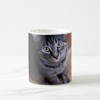 Taza De Café Gato gris adorable