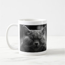 Gato gris Napping