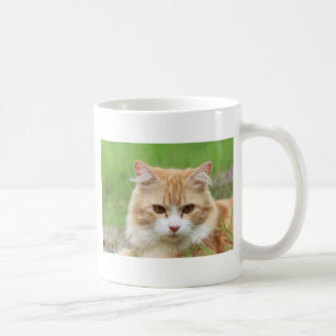 Taza De Café Gato jengibre y blanco, ¡tan lindo!