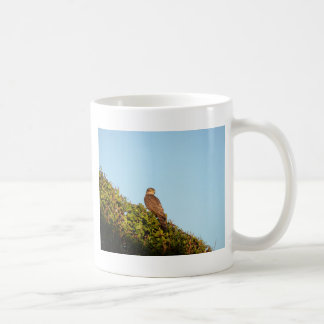 Taza De Café Gavilán