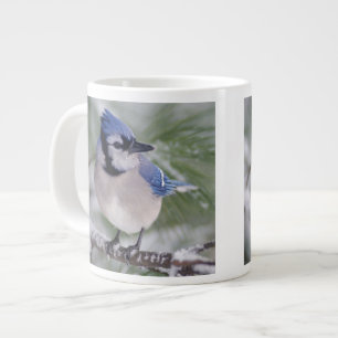 Taza De Café Gigante Arrendajo azul, Cyanocitta cristata