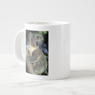 Taza De Café Gigante Koala, Phascolarctos cinereus), Australia,
