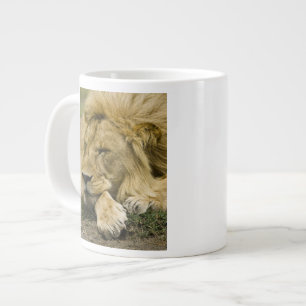 Taza De Café Gigante León africano, Panthera leo, acostado durmiendo