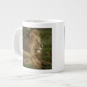Taza De Café Gigante León, Panthera leo, Lower Mara, Masai Mara GR,