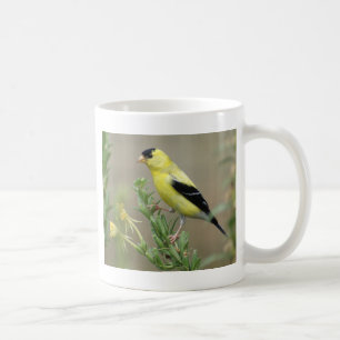 Taza De Café Goldfinch