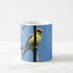 Taza De Café Goldfinch en un árbol