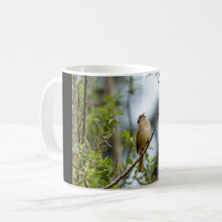 Taza De Café Gorrión de Corona Blanca – Fotografía de Aves de A