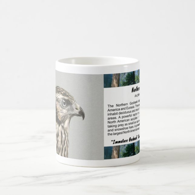 Taza De Café Goshawk inmaduro (Centro)