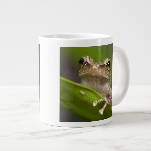 Taza De Café Grande Coqui común, Eleutherodactylus coqui (Derecha)