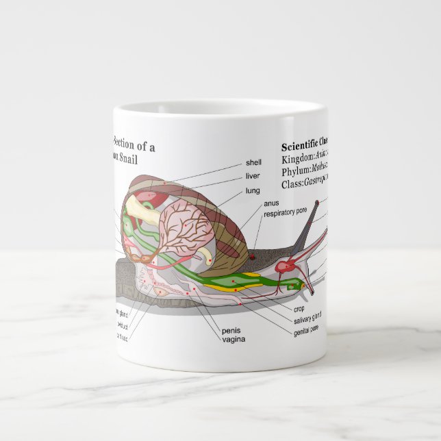 Taza De Café Grande Diagrama de un caracol de jardín común (aspersa de (Frente)