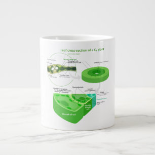 Taza De Café Grande Diagrama simplificado de la fotosíntesis C4