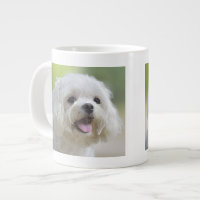 Perro maltés blanco