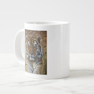 Taza De Café Grande Tigre de Bengala, Panthera tigris, Zoológico de Lo