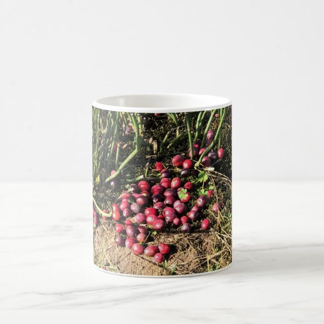 Taza De Café Granja de Cranberry, Long Beach, Washington (Centro)