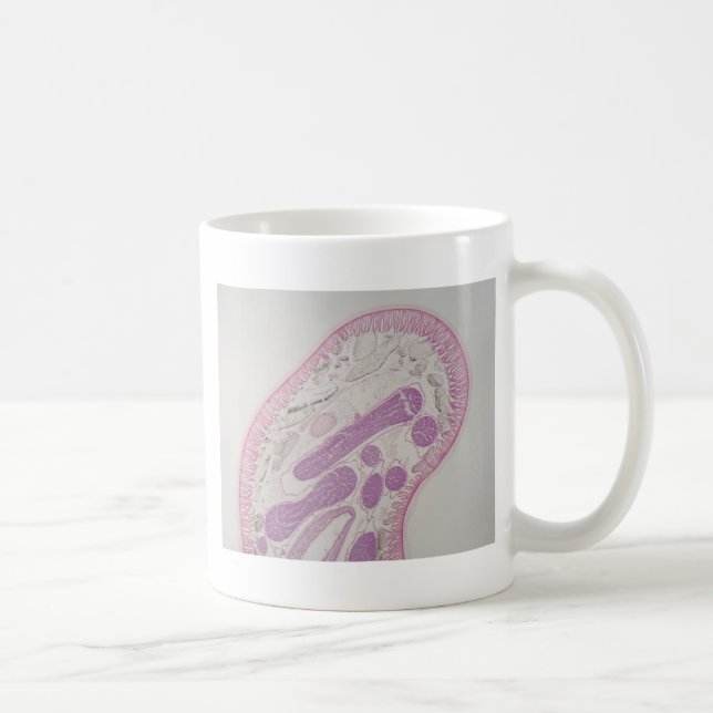 Taza De Café Gusano parásito del nematodo (SP del ascaris.) (Derecha)