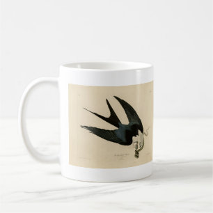 Taza De Café Halcón de cola ciega - Aves de América de Audubon