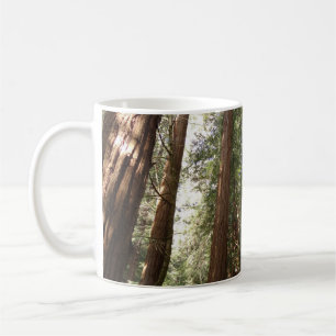 Taza De Café Hasta Redwoods II en el Monumento Nacional Muir Wo