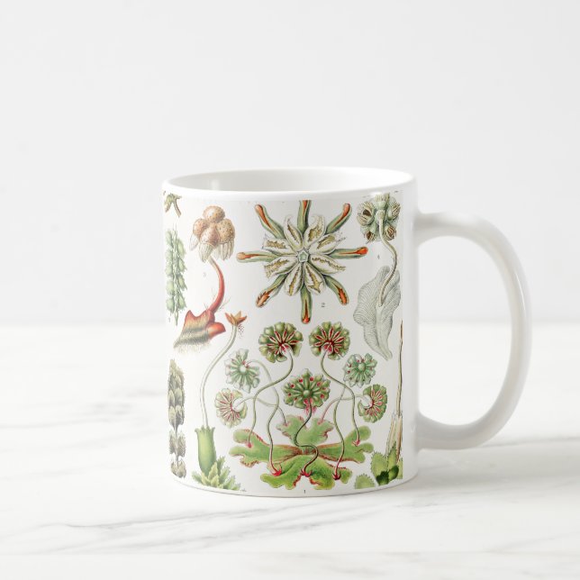 Taza De Café Hepaticaos Lebermoose por Ernst Haeckel (Derecha)