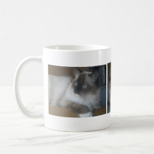 Taza de café hermosa del gato de Hymalayan Ragdoll