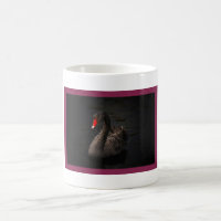 Hermoso cisne negro con un brillante pico rojo