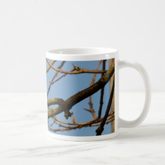 Taza De Café Herrerillo común