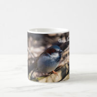 House Sparrow
