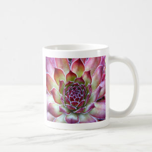 Taza De Café houseleek