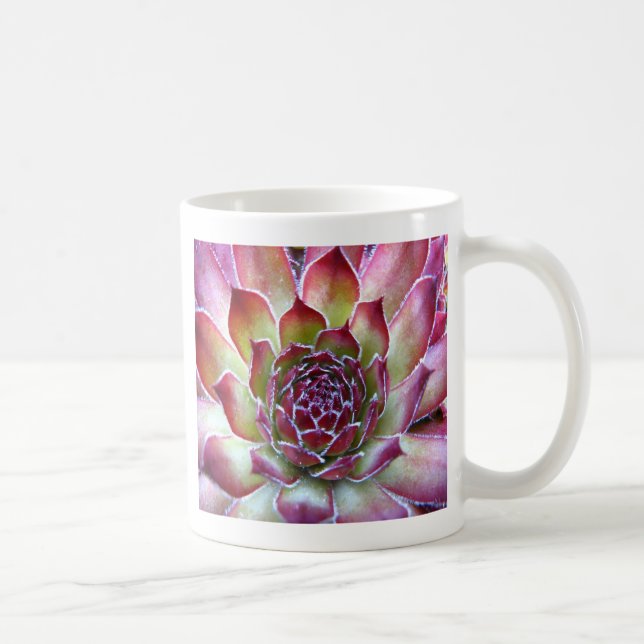 Taza De Café houseleek (Derecha)