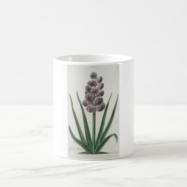 Taza De Café Hyacinth Flower (por Johann Michael Seligmann) (Centro)