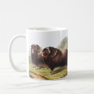 Taza De Café Ilustracion Musk Ox (Ovibos moschatus)