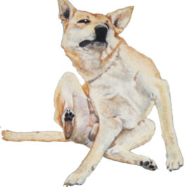 Taza De Café imagen divertida de un perro picante raspando con 