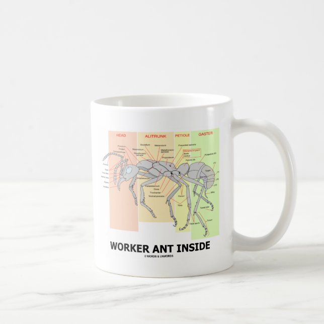 Taza De Café Interior de la hormiga del trabajador (anatomía de (Derecha)