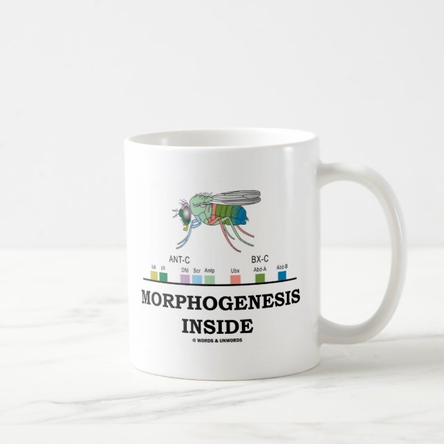 Taza De Café Interior de la morfogénesis (genes de la (Derecha)