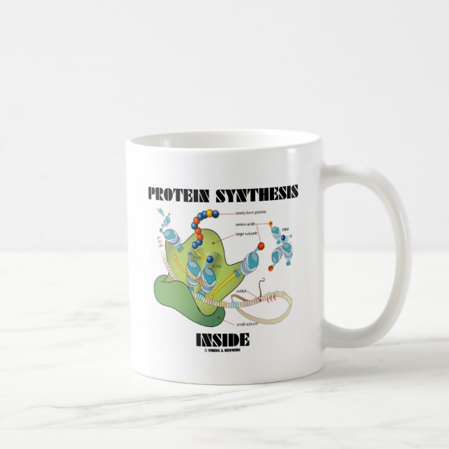 Taza De Café Interior de la síntesis de la proteína (biología (Derecha)