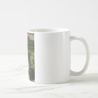 Taza De Café Kangarooo curioso
