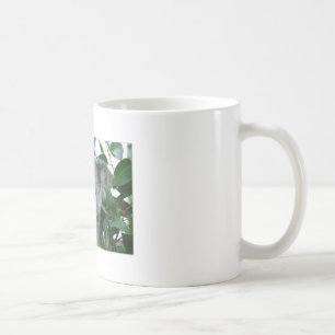 Taza De Café Koala linda