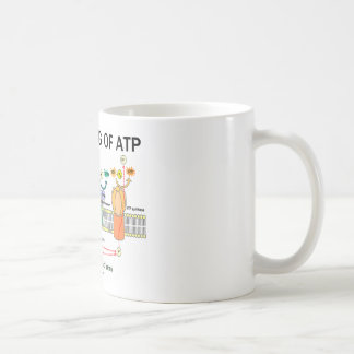 Taza De Café La fabricación de ATP (fotosíntesis dependiente de