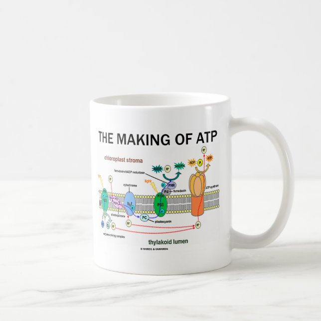 Taza De Café La Fabricación De ATP (Fotosíntesis Ligera-Dependi (Derecha)