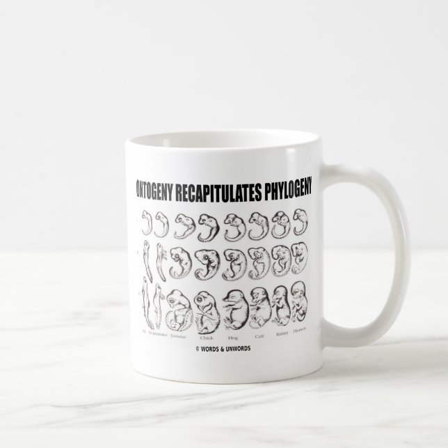 Taza De Café La ontogenia recapitula la filogenia (la biología) (Derecha)