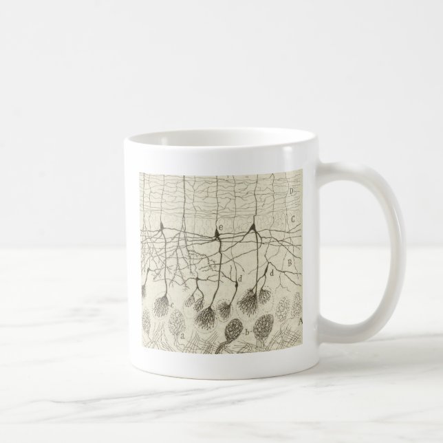 Taza De Café Las neuronas 8 de Cajal (Derecha)