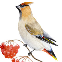 Cepillo de aves de la selva acuarela