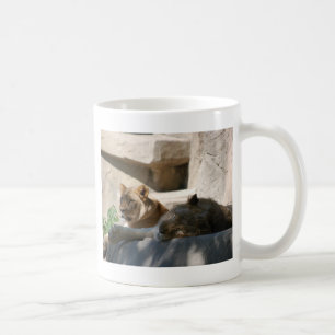 Taza De Café Leones africanos