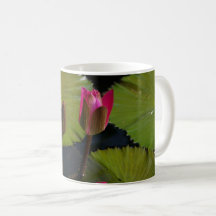 Lirios de agua rosados
