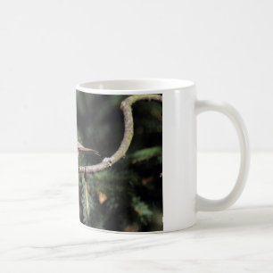 Taza De Café Lophophanes cristatus