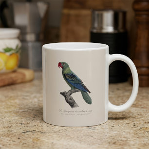 Taza De Café Loricato de Pico Grande, Tanygnathus Megalorynchos